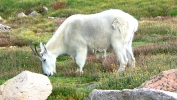 PICTURES/Mount Evans and The Highest Paved Road in N.A - Denver CO/t_Goat22.JPG